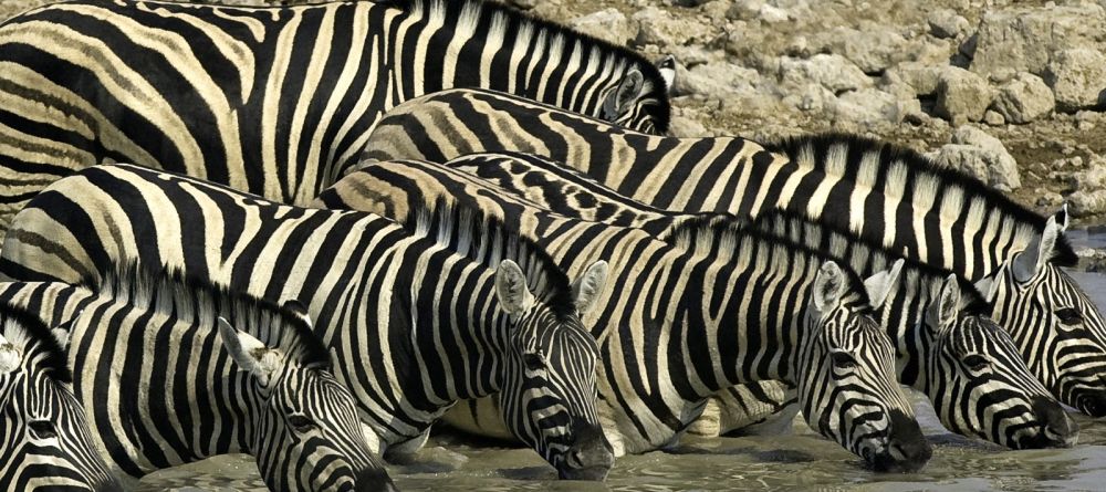 Little Ongava, Etosha National Park, Namibia Â© Dana Allen - Image 11