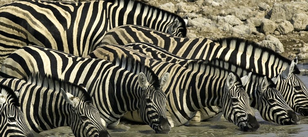 Little Ongava, Etosha National Park, Namibia Â© Dana Allen - Image 12