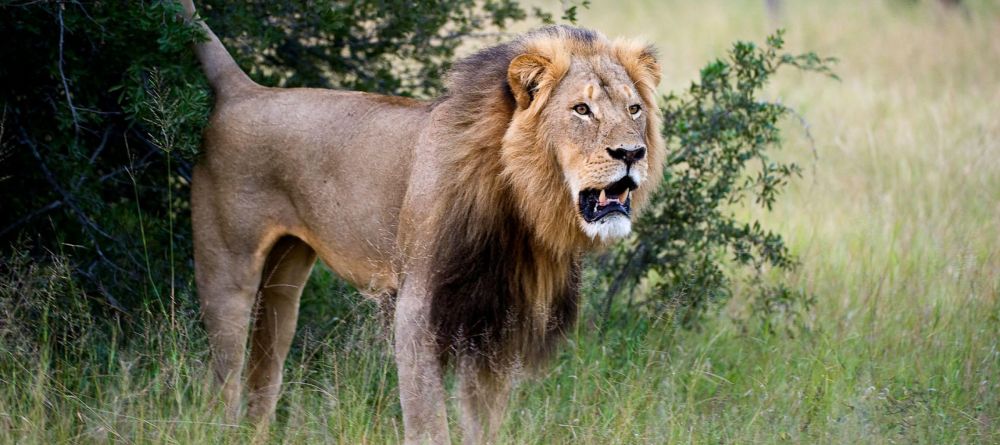 Little Makalolo, Hwange National Park, Zimbabwe - Image 9