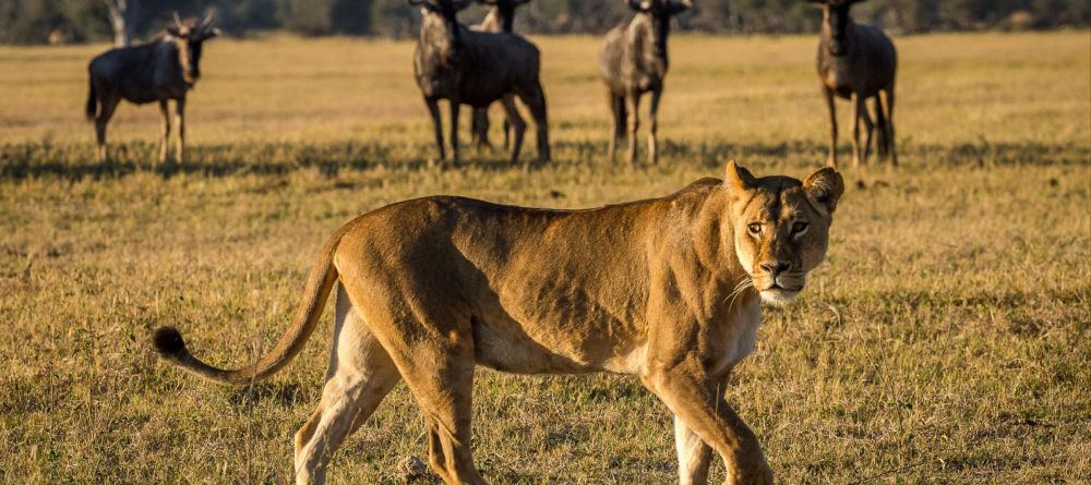 Little Makalolo, Hwange National Park, Zimbabwe - Image 6