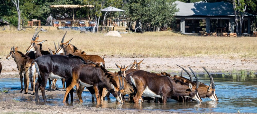 Little Makalolo, Hwange National Park, Zimbabwe - Image 18