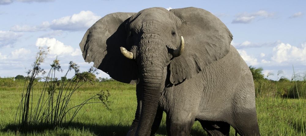 Elephant at Little Mombo, Moremi Camp Reserve, Botswana (Dana Allen) - Image 11