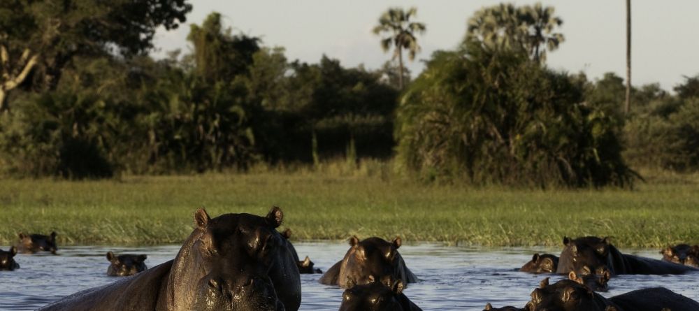 Hippo playground at Little Mombo, Moremi Camp Reserve, Botswana (Dana Allen) - Image 13