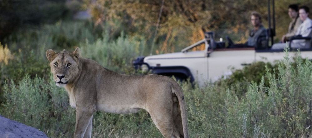 Lion spotting on a game drive at Little Mombo, Moremi Camp Reserve, Botswana (Dana Allen) - Image 14