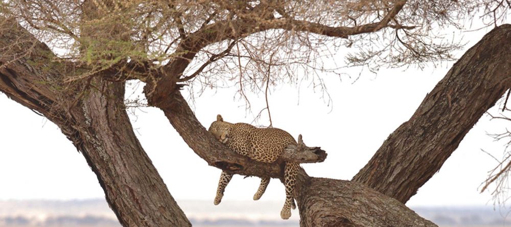 Little Oliver's Camp, Tarangire National Park, Tanzania - Image 4