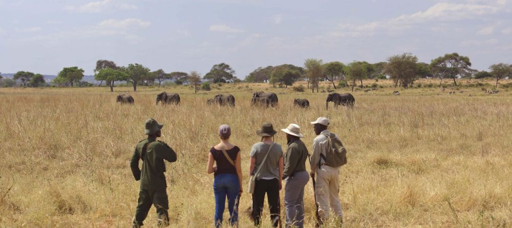 Little Oliver's Camp, Tarangire National Park, Tanzania - Image 5