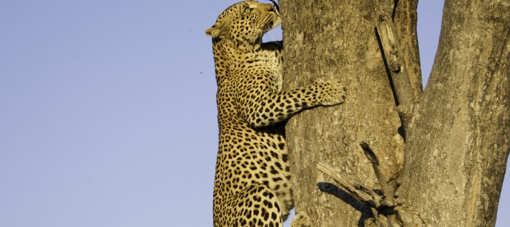 Leopard climbing, Little Vumbura, Okavango Delta, Botswana © Dana Allen - Image 4