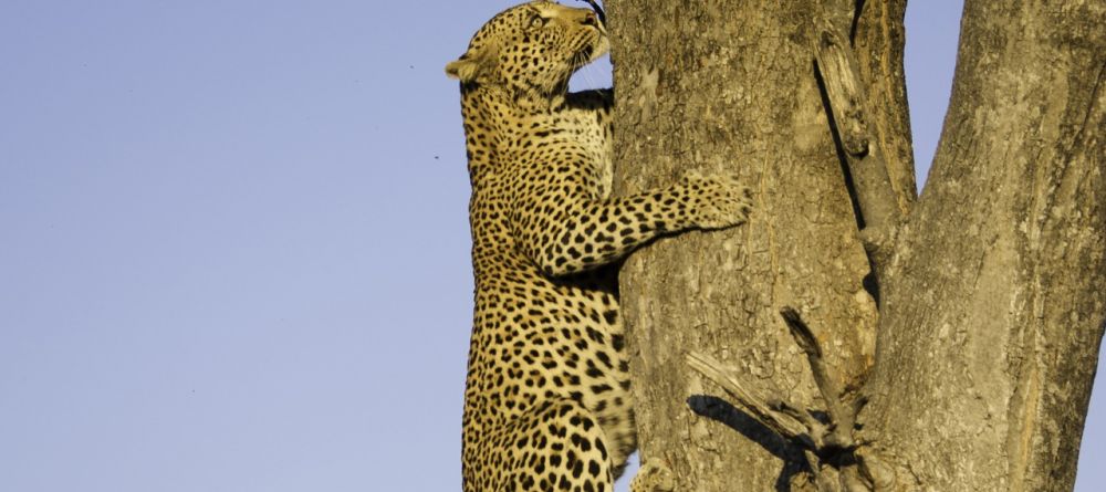 Leopard climbing, Little Vumbura, Okavango Delta, Botswana © Dana Allen - Image 15