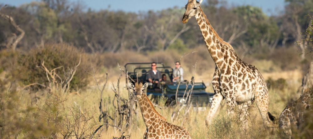 Little Tubu Tree Camp, Okavango Delta, Botswana - Image 4