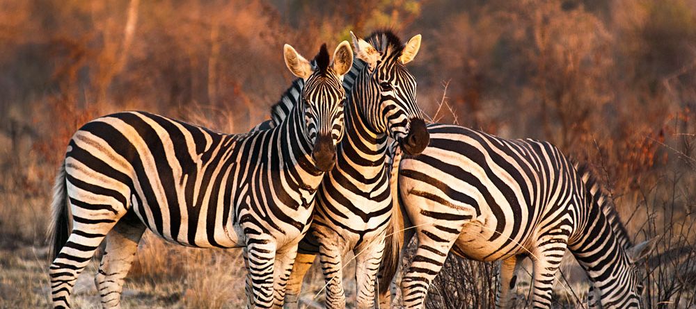 Londolozi Tree Camp, Sabi Sands Game Reserve, South Africa - Image 5