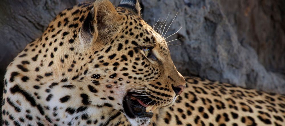 Londolozi Tree Camp, Sabi Sands Game Reserve, South Africa - Image 7