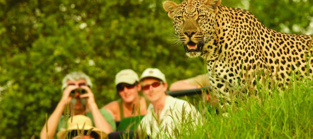 A thrilling encounter with a leopard during a game drive at Londolozi Varty Camp, Sabi Sands Game Reserve, South Africa - Image 9