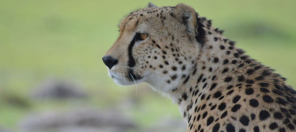Losokwan Camp, Lemek Conservancy, Kenya - Image 6