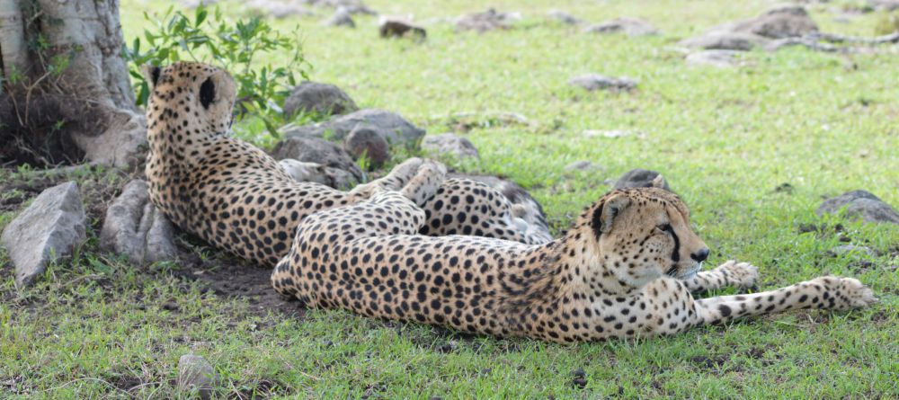 Losokwan Camp, Lemek Conservancy, Kenya - Image 5