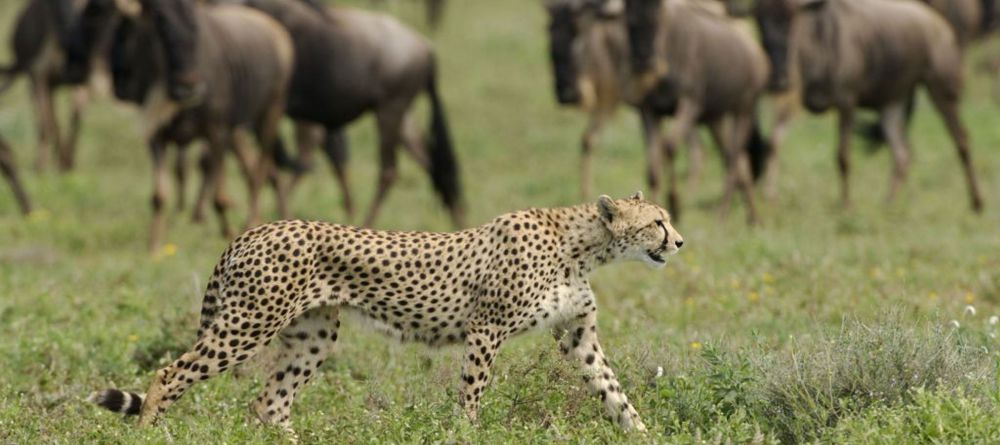 Kusini Camp, Serengeti National Park, Tanzania - Image 13