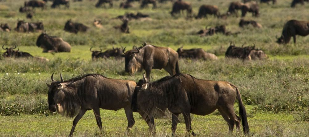 Ronjo Camp, Serengeti National Park, Tanzania - Image 1