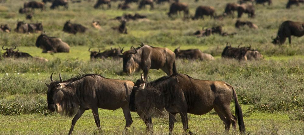 Kusini Camp, Serengeti National Park, Tanzania - Image 5