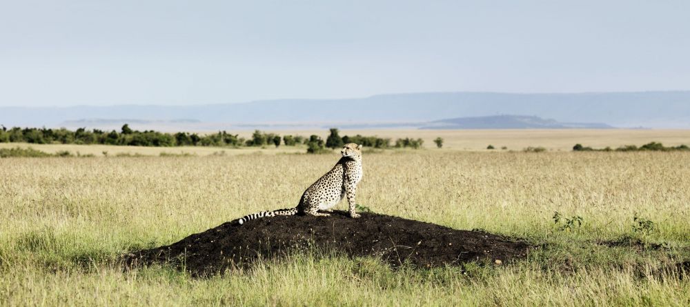 Mara Bushtops, Masai Mara Game Reserve, Kenya - Image 12