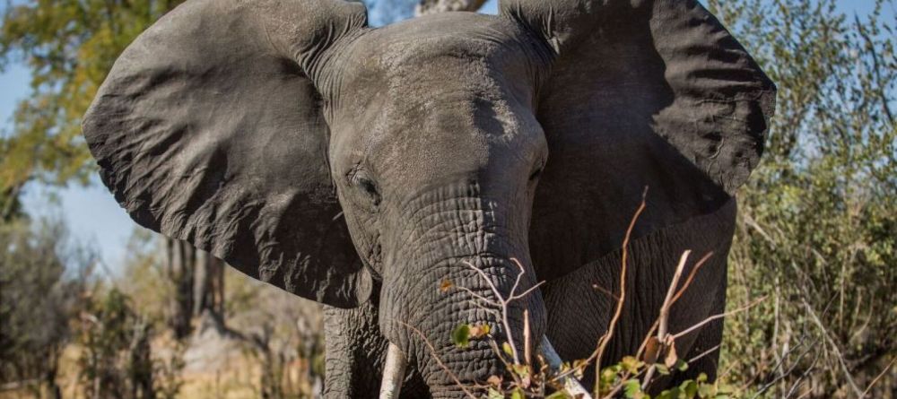 Machaba Camp Elephant - Image 10