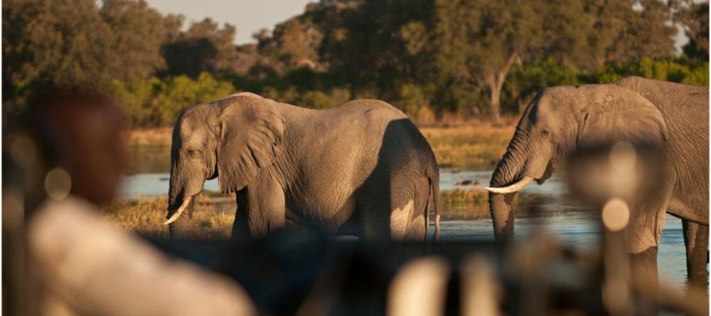 Machaba Camp elephants on game drive - Image 20