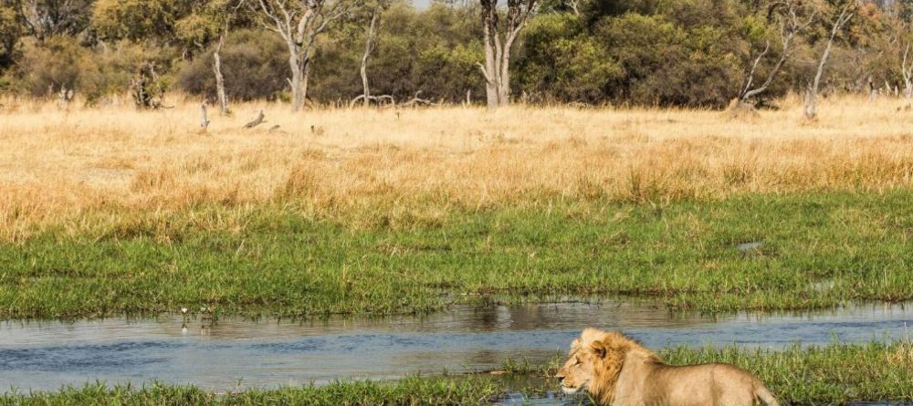 Machaba Camp Lion - Image 8