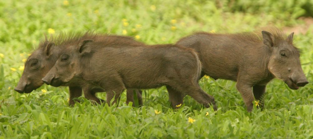 Machaba Camp warthogs - Image 6