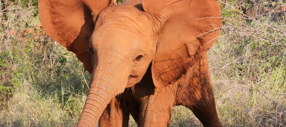 Madikwe River Lodge Elephant Calf - Image 3