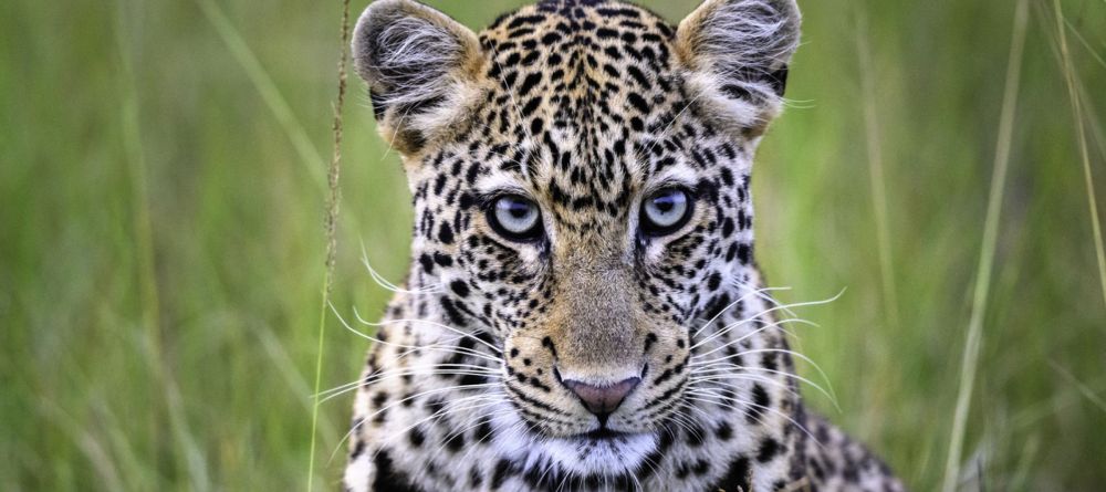Leopard - Image 9