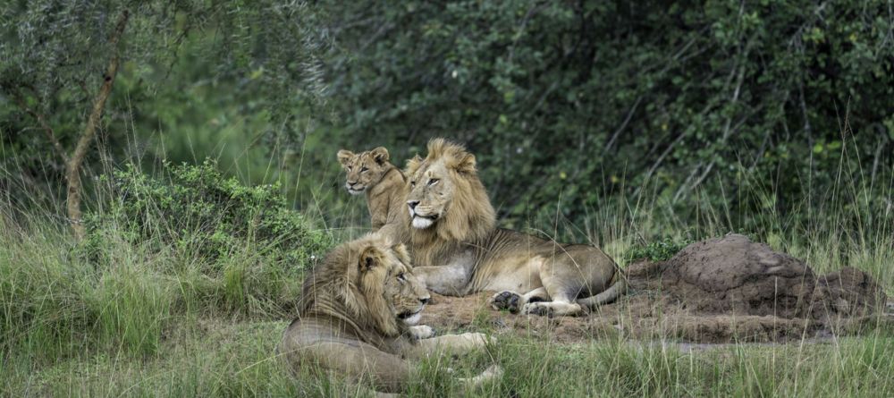 Lion - Image 10