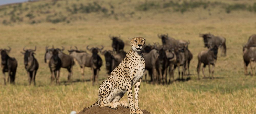 Mahali Mzuri, Olare Motogori Conservancy, Kenya - Image 18