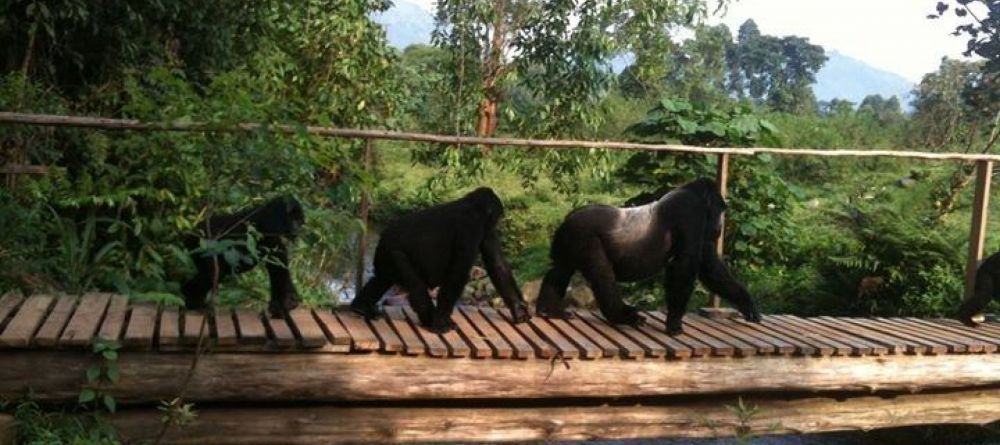 Mahogany Springs  - Image 7