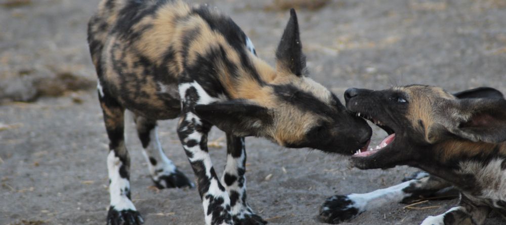 Wild dogs play-fighting at Lake Manze Tented Camp, Selous National Park, Tanzania - Image 8