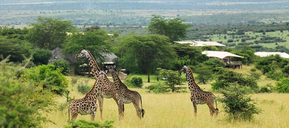 Mara Bushtops, Masai Mara Game Reserve, Kenya - Image 20