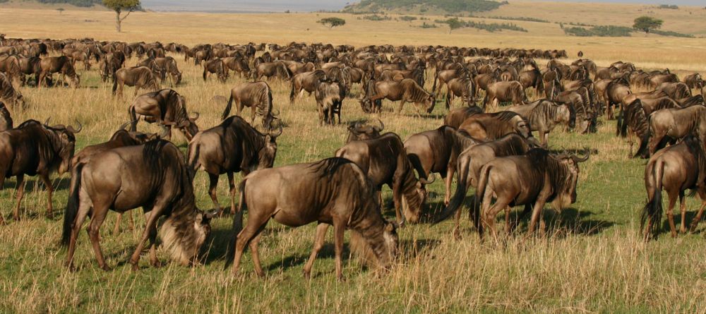 Mara Siria Bush Camp, Masai Mara National Reserve, Kenya - Image 3