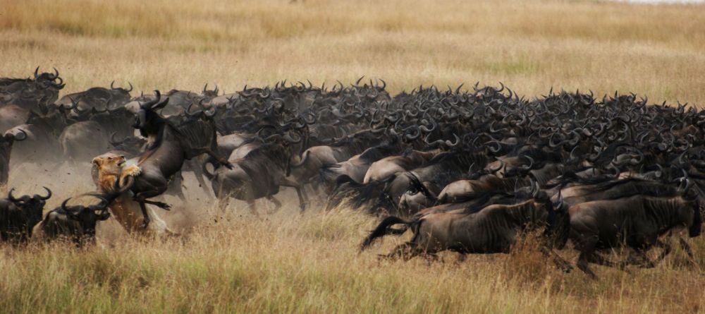 Mara Plains Camp, Masai Mara National Reserve, Kenya - Image 8