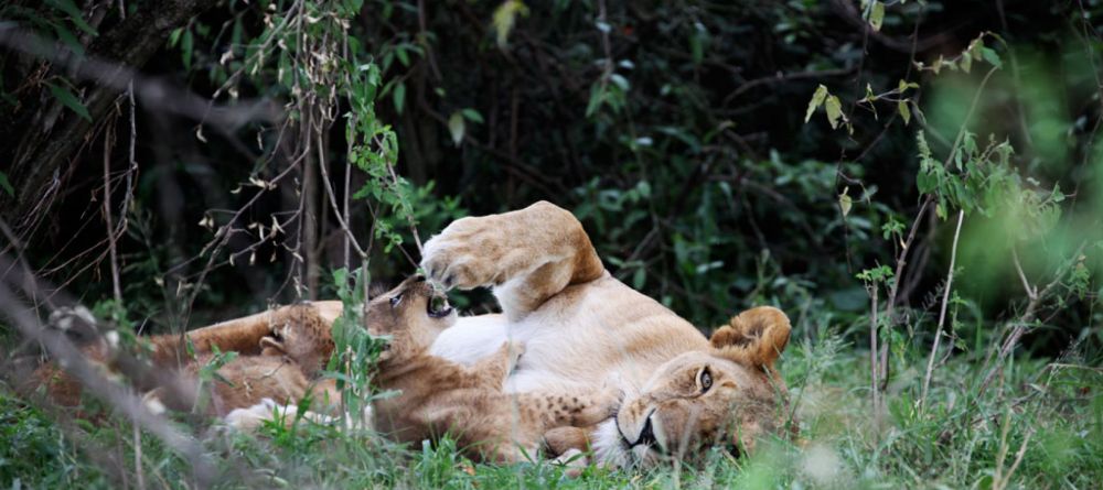 Marsai Mara mom and cub - Image 12