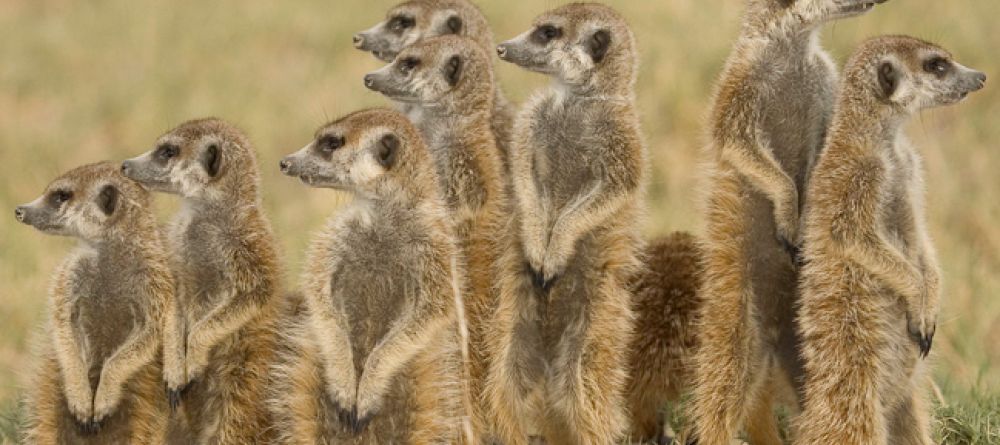 Meerkats at Planet Baobab, Kalahari Desert, Botswana - Image 5
