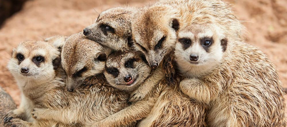 Meerkat - Image 8