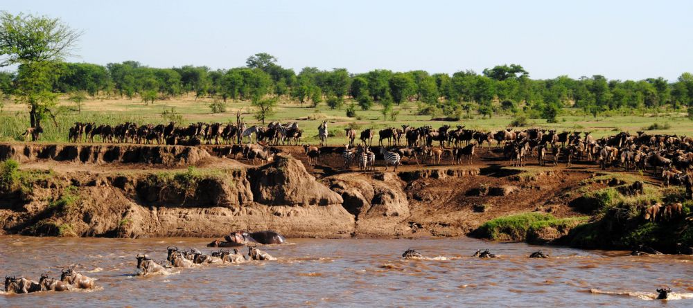 Lemala Mara - Migration - Image 4