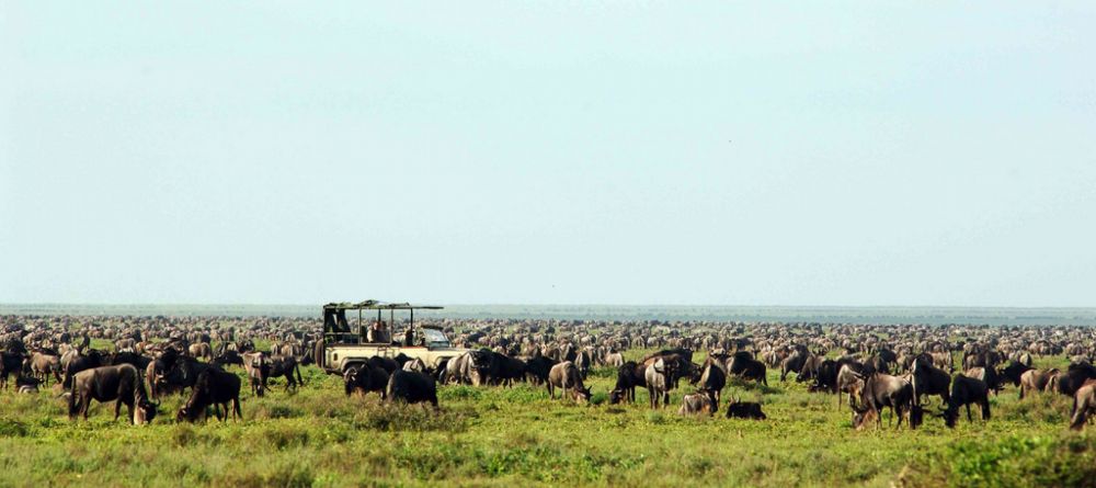 The Great Migration game drive at Nomad Serengeti Safari Camp- Ndutu, Serengeti National Park, Tanzania - Image 7