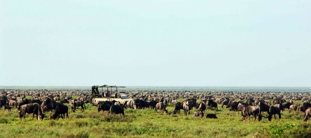 The Great Migration game drive at Nomad Serengeti Safari Camp- Ndutu, Serengeti National Park, Tanzania - Image 12