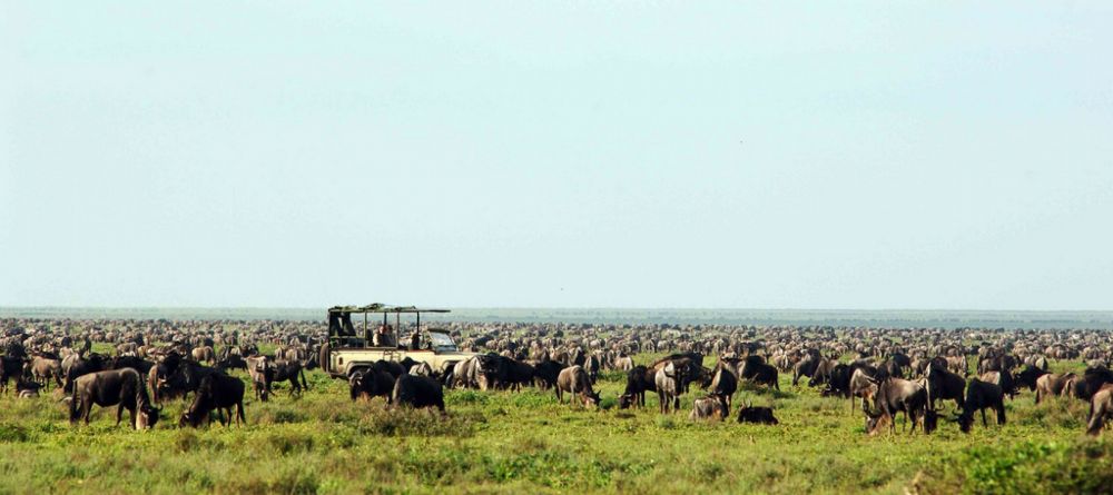 Game drive amid the expansive herds at Serengeti Safari Camp - Central, Serengeti National Park, Tanzania - Image 4