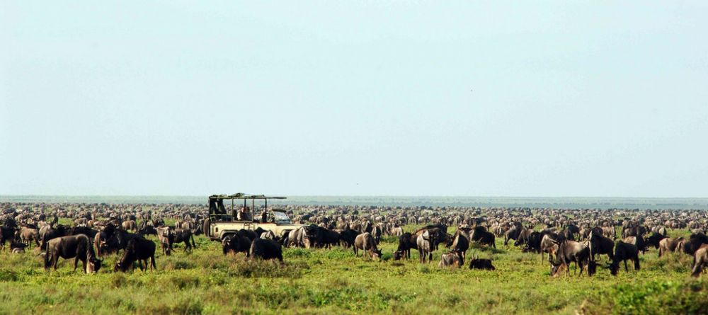 Game drive amid the expansive herds at Serengeti Safari Camp - Central, Serengeti National Park, Tanzania - Image 10