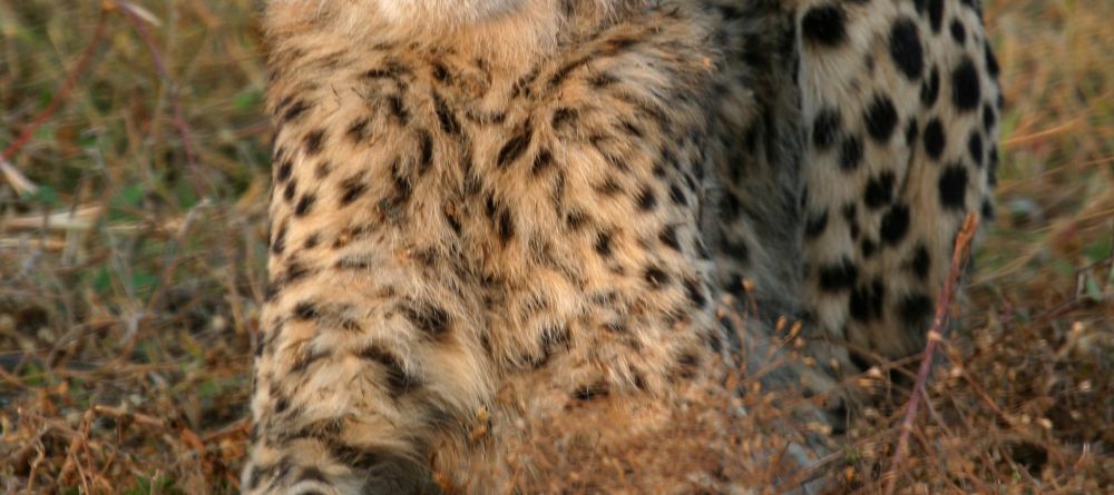 Mkuze Falls Lodge Cheetah Image #1 - Image 4