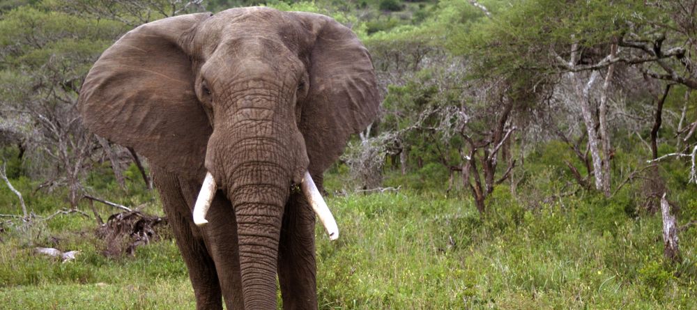 Mkuze Falls Lodge Elephant Photo - Image 8