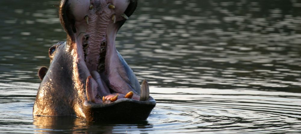 Mkuze Falls Lodge Hippo Photo - Image 5