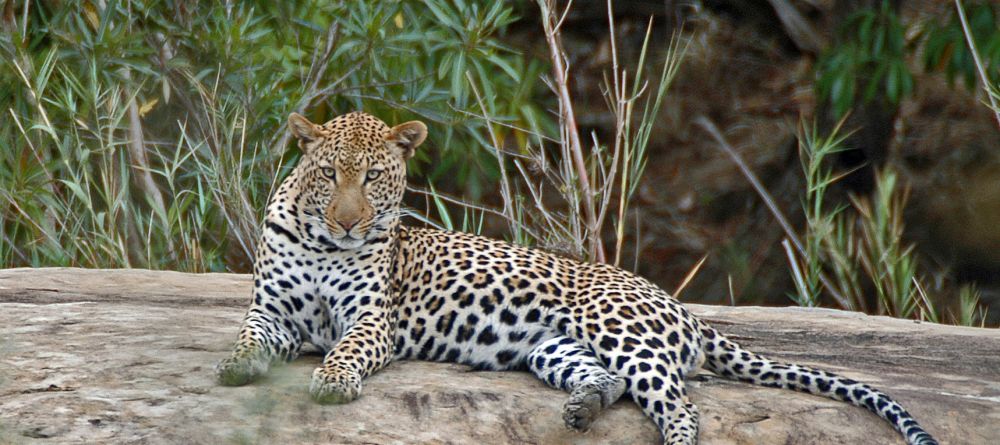Mkuze Falls Lodge Leopard Photo - Image 7