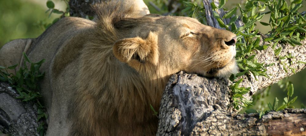 Mkuze Falls Lodge Lion Photo #1 - Image 12