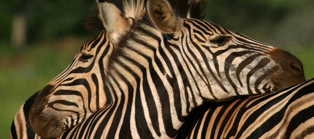 Mkuze Falls Lodge Zebra Photo - Image 9