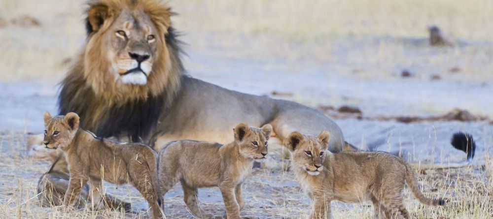 Lions at Davisons Camp, Huangwe National Park, Zimbabwe (Mike Myers) - Image 2